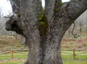Tronco del roble del acarreadero, árbol singular, entre El Torno y Cabezabellosa