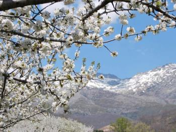 Programa Cerezo en Flor 2019. Valle del Jerte